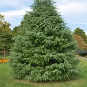 Когда и как нужно сажать саженцы кедра