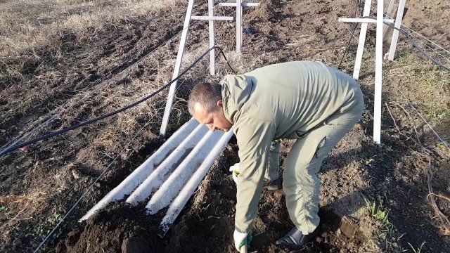 Чем укрыть виноград на зиму – плюсы и минусы всех способов укрытия