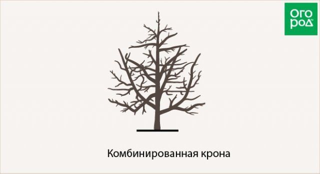 Как обрезать плодовые деревья – все о видах крон и их формировании (в cхемах)