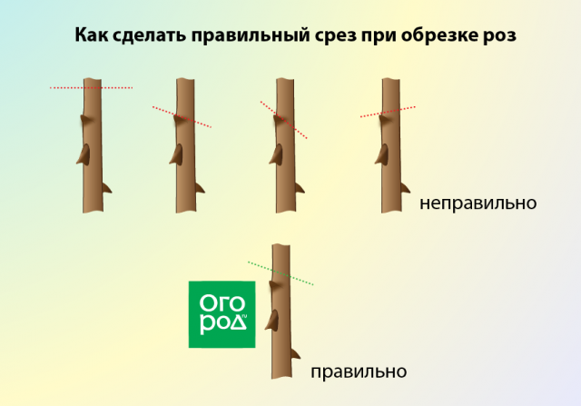 Как правильно обрезать многолетники на зиму – все тонкости осенней обрезки