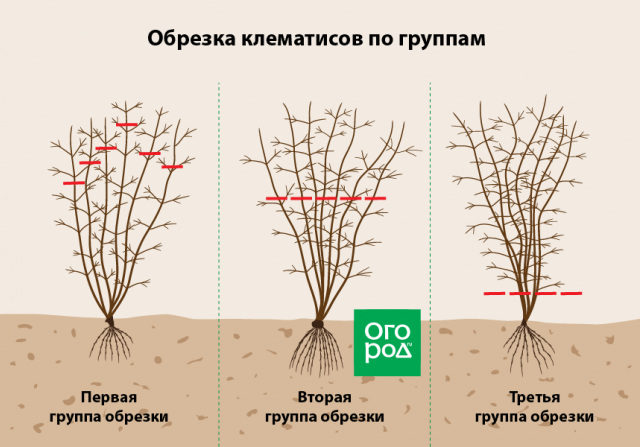 Как правильно обрезать многолетники на зиму – все тонкости осенней обрезки