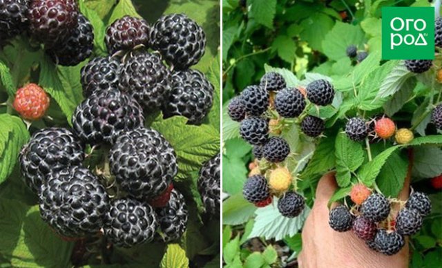 Сажаем черную малину: сроки, агротехника и лучшие сорта