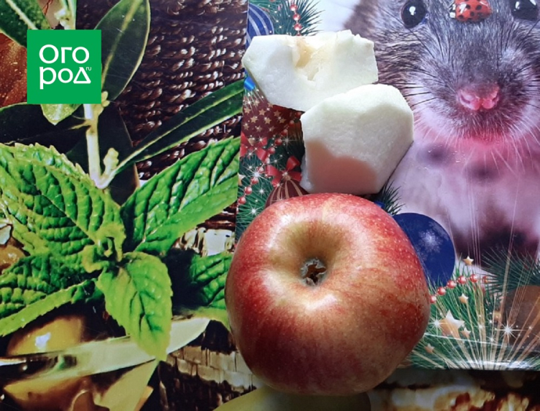 Три простых блюда из одной тыквы – мастер-класс с фото