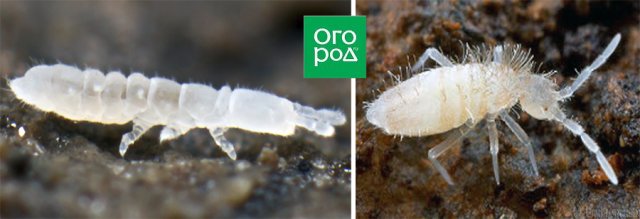 Они делают компост – знакомимся с педофауной