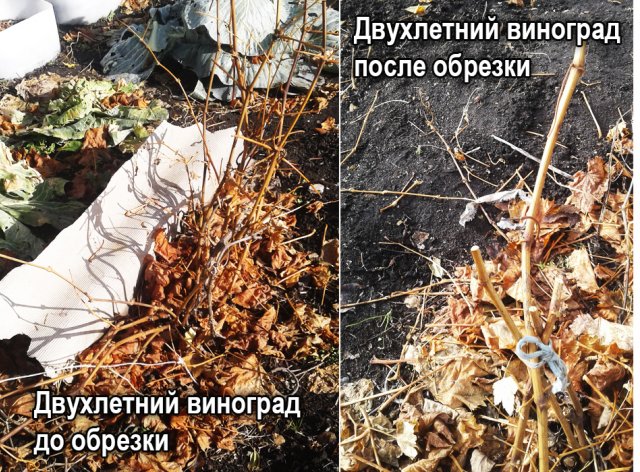 Осенняя обрезка винограда: советы Николая Сергеева
