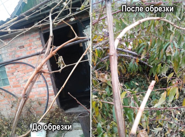 Осенняя обрезка винограда: советы Николая Сергеева