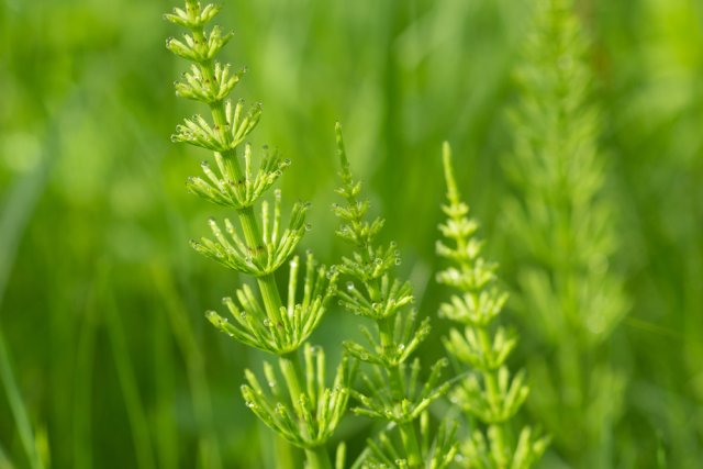 Растения-индикаторы кислой почвы: 10 культур, которые говорят об опасности