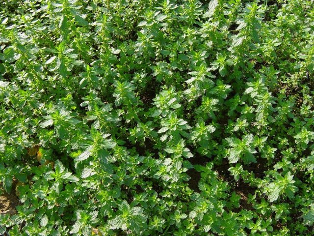 Растения-индикаторы щелочной почвы: 10 культур, на которые стоит обратить внимание
