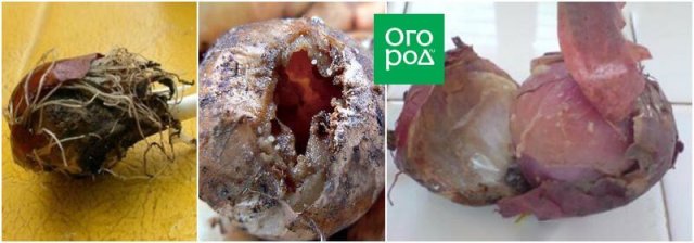 5 болезней, которые губят клубнелуковичные цветы зимой