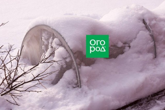 Укрытие роз сломалось под снегом – что делать?