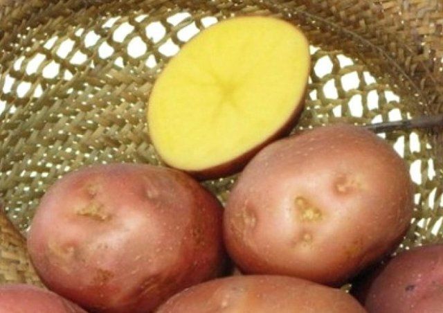 50 сортов картофеля для пюре, жарки, запекания и картошки фри