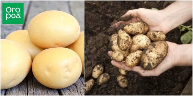 50 сортов картофеля для пюре, жарки, запекания и картошки фри