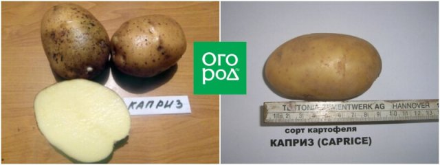 50 сортов картофеля для пюре, жарки, запекания и картошки фри
