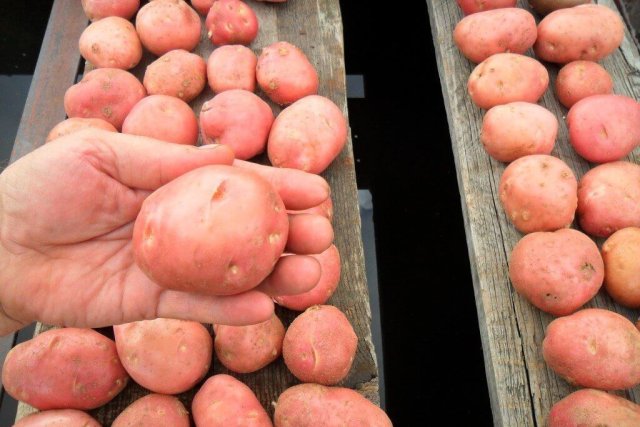 50 сортов картофеля для пюре, жарки, запекания и картошки фри
