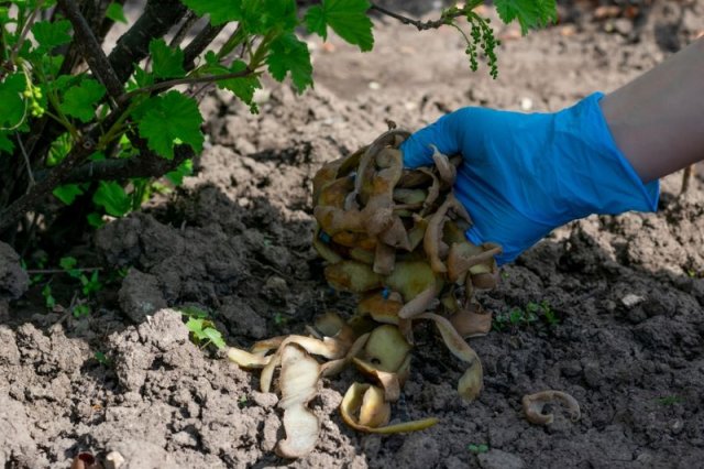 Самые странные агротехнические приемы – действительно ли они так полезны?
