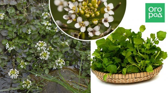 Овощи для похудения – выращиваем сами