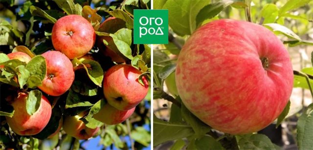 Сорта яблонь, которым не страшна парша