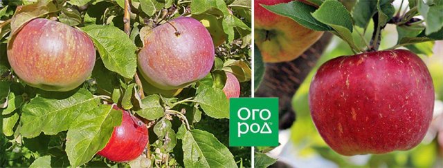 Сорта яблонь, которым не страшна парша