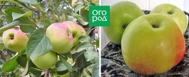 Сорта яблонь, которым не страшна парша