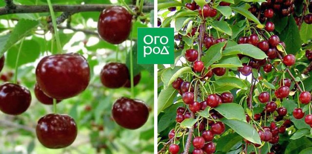 Сорта вишни, устойчивые к монилиозу (для Подмосковья и не только)