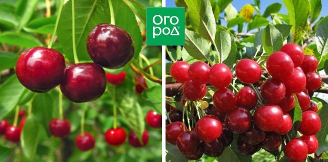 Сорта вишни, устойчивые к монилиозу (для Подмосковья и не только)