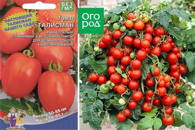 10 лучших сортов томата для подоконника и балкона