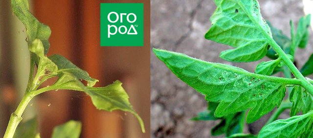 Черные точки на рассаде – что это и как лечить?