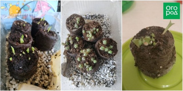 Какие суккуленты можно вырастить из семян