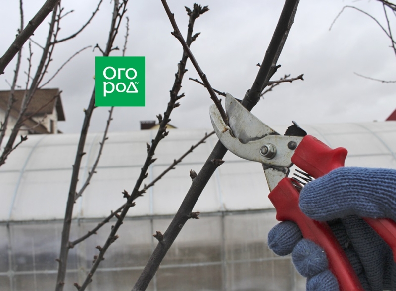Обрезка сливы весной: схемы и правила
