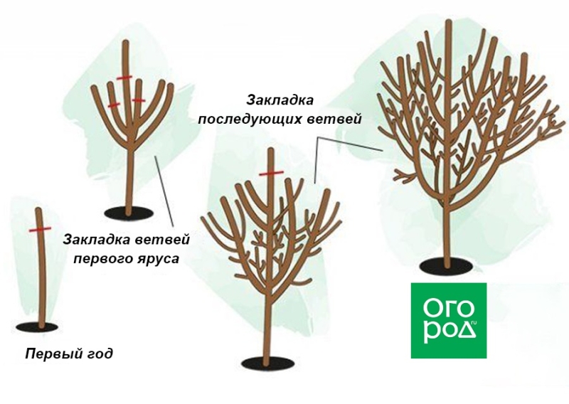 Обрезка сливы весной: схемы и правила