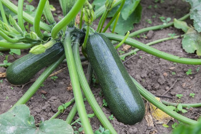 Самые продуктивные сорта и гибриды кабачков