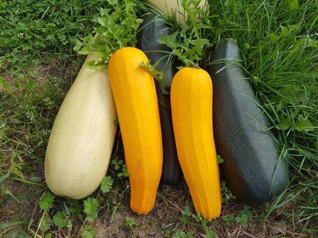 Самые продуктивные сорта и гибриды кабачков