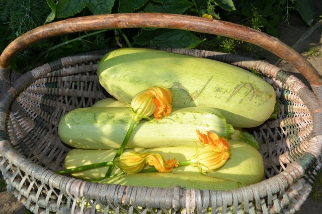 Самые продуктивные сорта и гибриды кабачков
