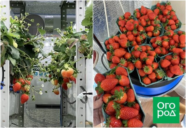 Урожай в квартире, без земли. Программист поделился своим опытом
