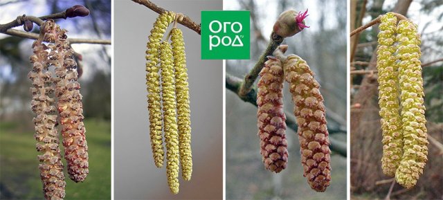 "Всем сестрам по серьгам"