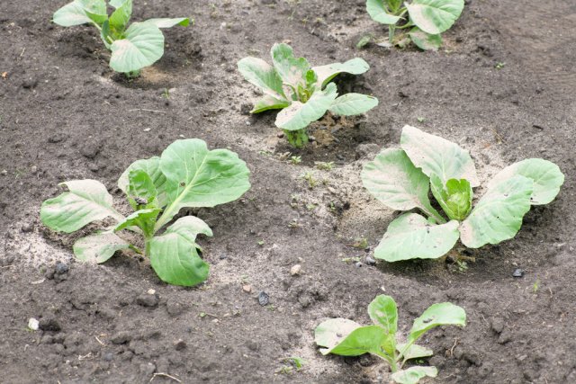 Зола весной – куда и сколько сыпать