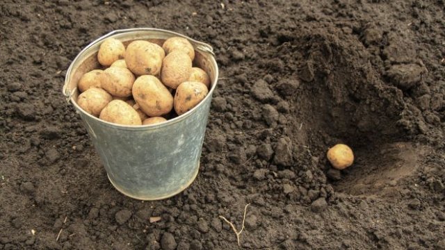 Чем обработать картофель от болезней и вредителей перед посадкой
