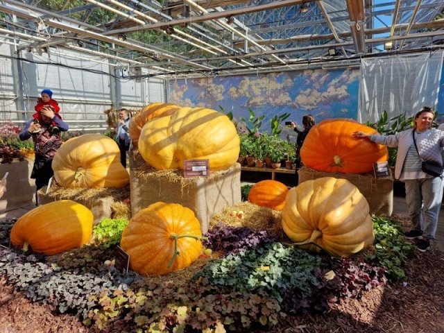 Как вырастить тыкву весом в полтонны? Ответ знает неоднократный рекордсмен России