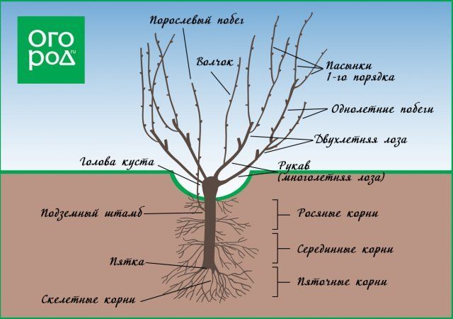 Обрезка винограда весной – пошаговая инструкция с видео для начинающих