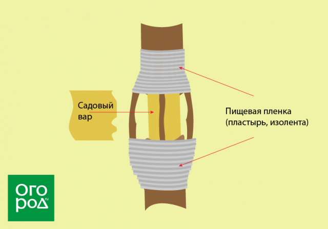 Прививка мостиком спасет поврежденное дерево: пошаговая инструкция в картинках