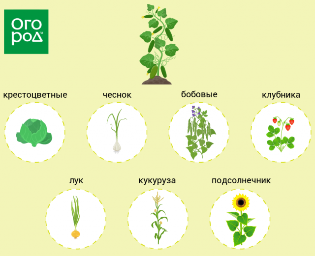 Что можно посадить рядом с огурцами