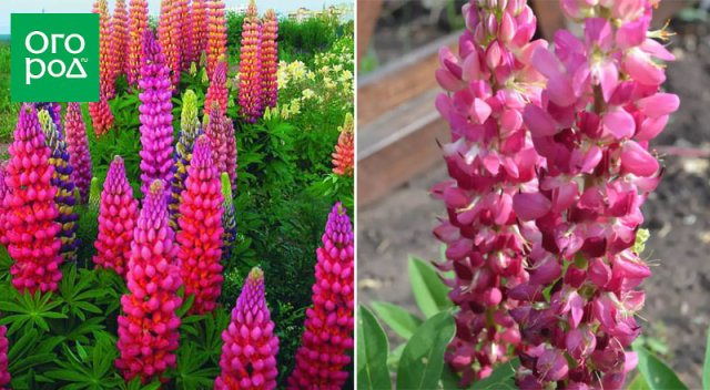 15 самых красивых сортов люпинов
