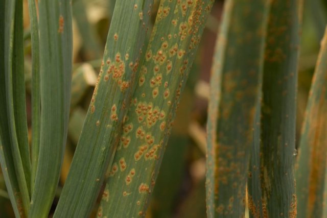 Пятна на чесноке: диагностируем и лечим