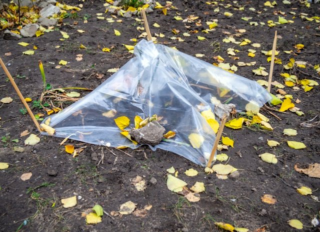 Подготовка роз к зиме: 10 осенних "нельзя"