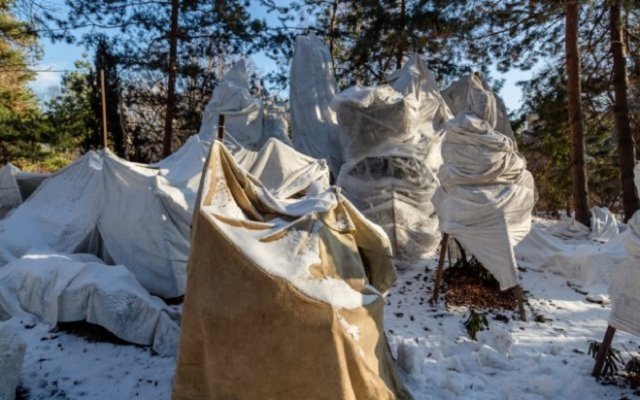 Как правильно укрыть растения на зиму: нормы для роз, винограда, клематисов и других культур