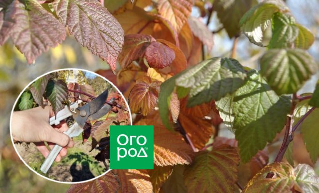 Влагозарядный полив осенью: нормы воды для деревьев и кустарников
