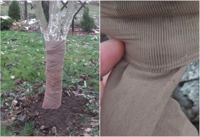Как и чем обвязывать деревья на зиму: 8 вариантов