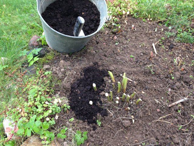 Морозы есть, а снега нет – как помочь растениям